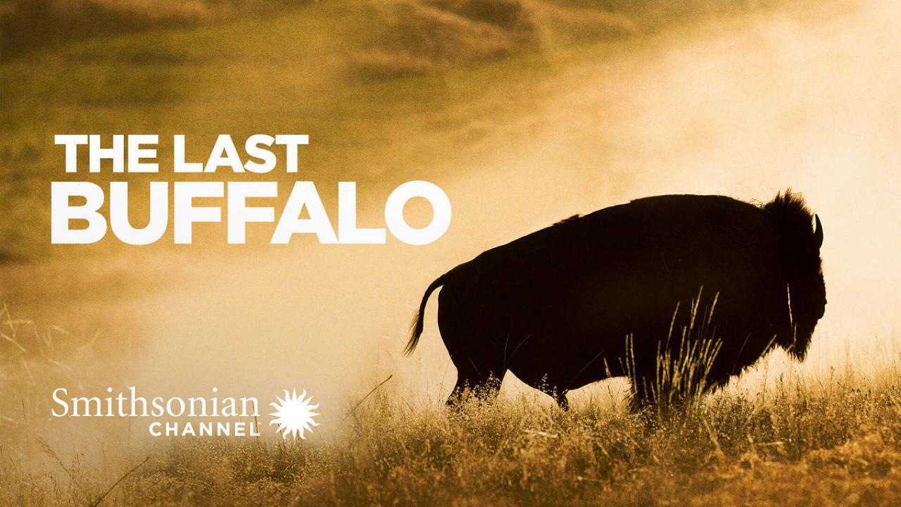 فيلم The Last Buffalo 2017 مترجم كامل HD