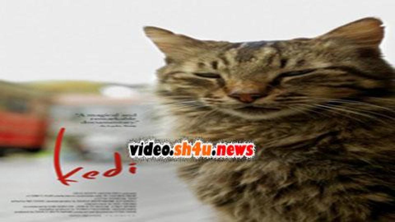 فيلم Kedi 2016 مترجم - HD